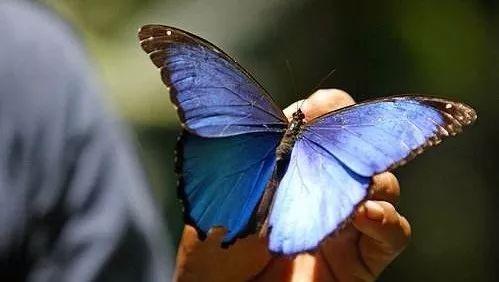 大蓝闪蝶：拥有梦幻蝶翼的色彩大师- 知乎