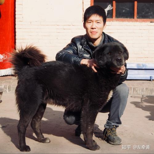 中国原生犬的悲哀，十年呼吁，它们的处境如何？ - 知乎