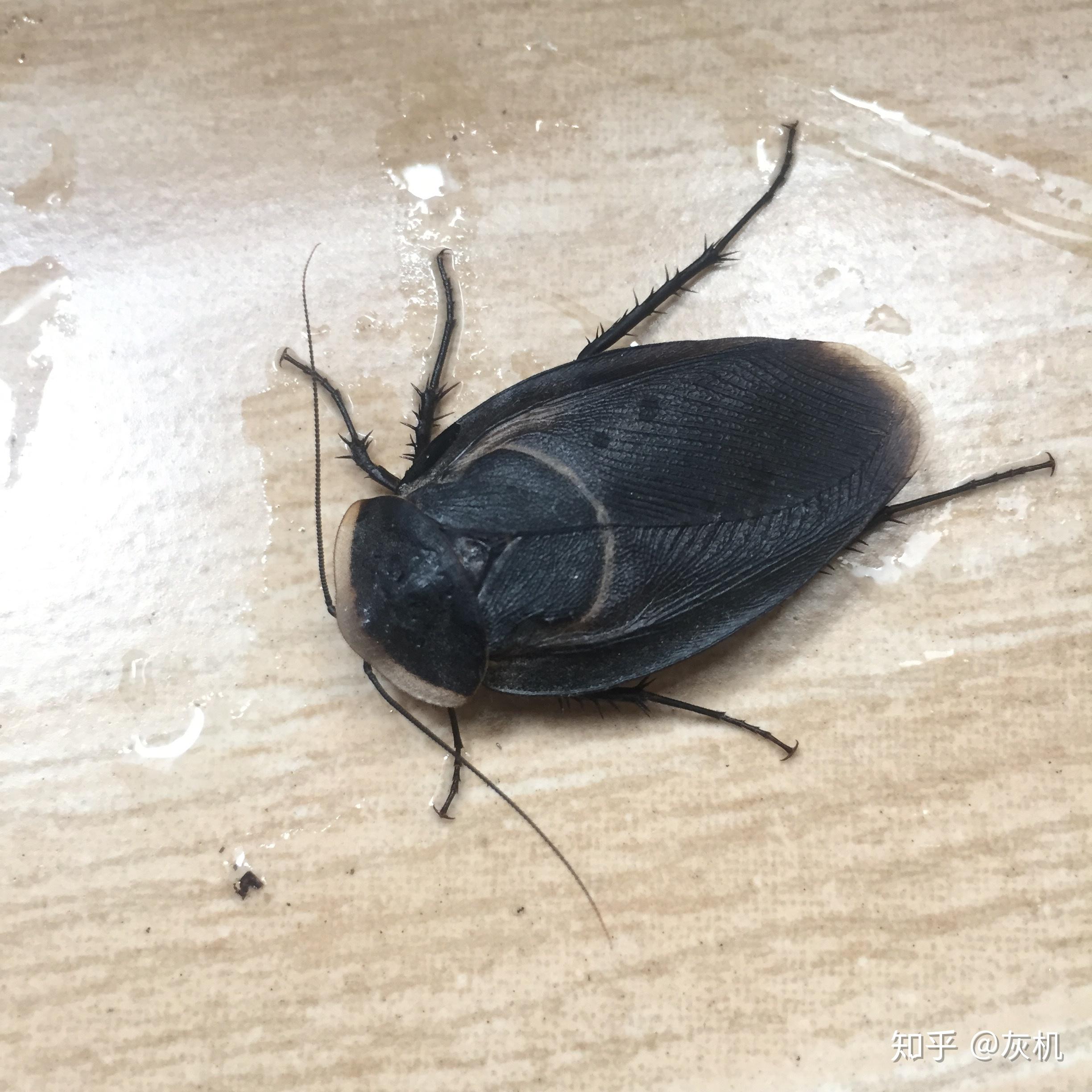 如何区分雄性地鳖虫(土鳖)和大蟑螂? - 知乎