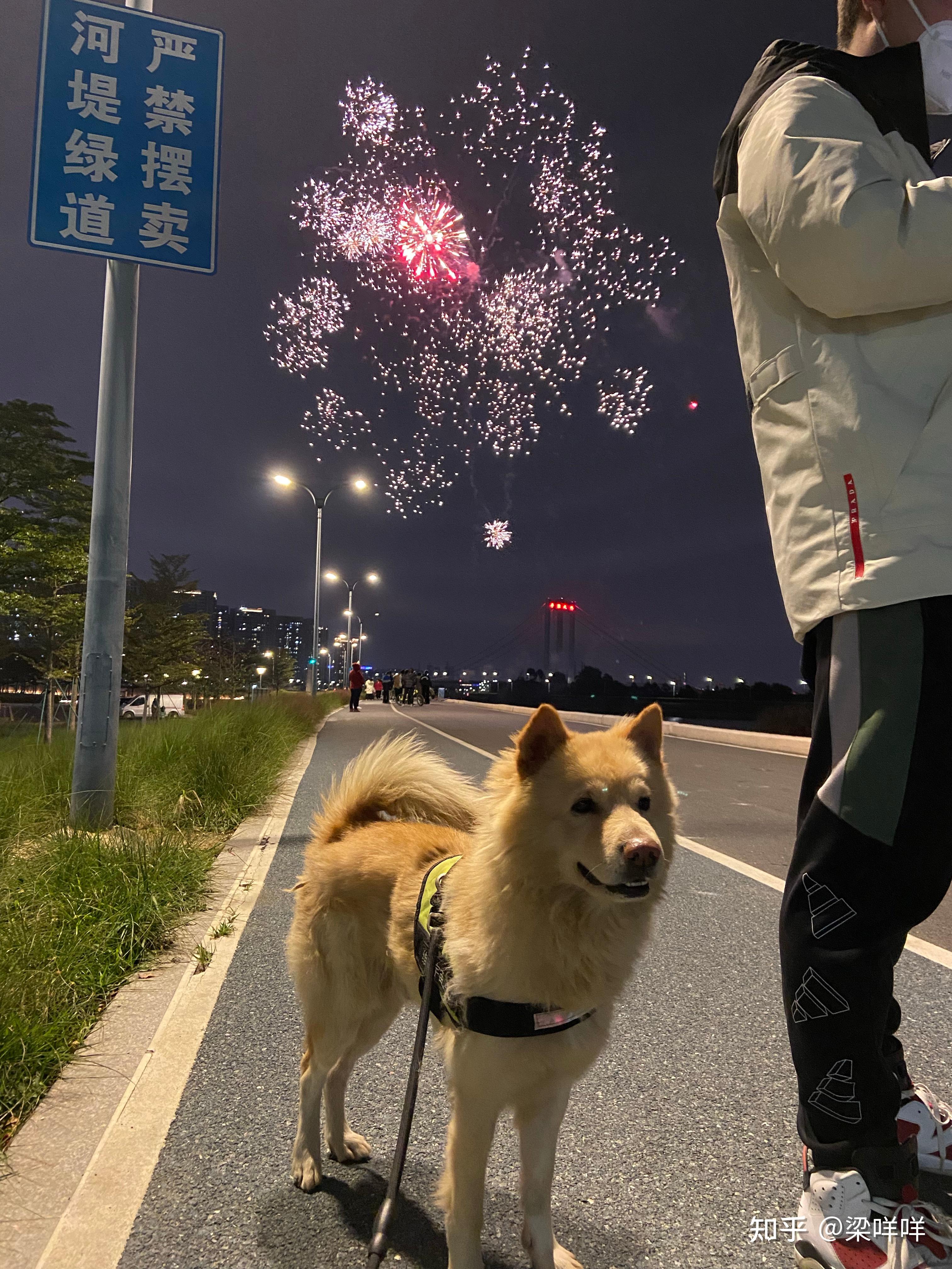 土松狮是土狗中最有希望成为国产翘楚的,为什么知道它的人寥寥无几? - 知乎