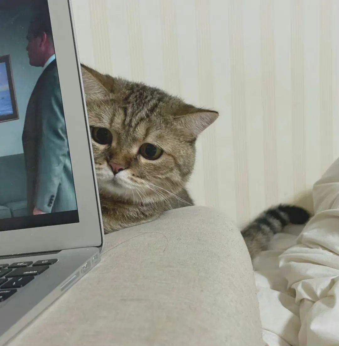 关于猫猫玩电脑的微信头像有哪些? - 知乎
