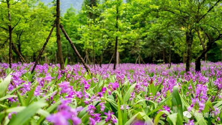 崇州这里 漫山紫花 惊艳初夏 知乎 崇州这里 漫山紫花 惊艳初夏 知乎