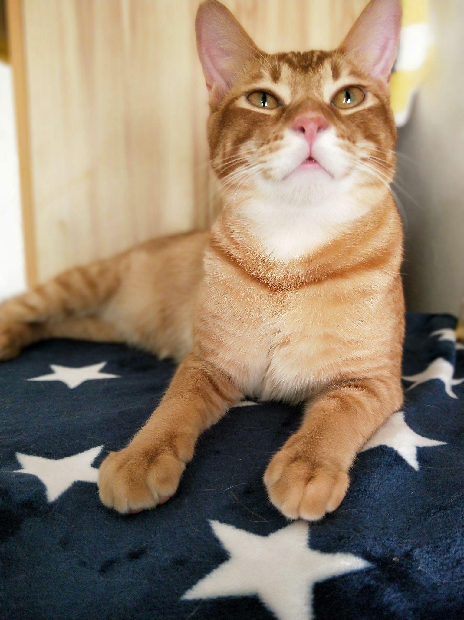 为什么橘猫都是有花纹的