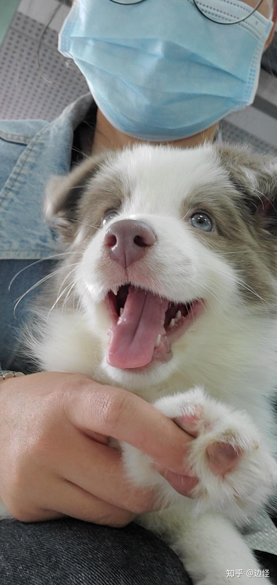 丁香色的边牧是比较稀有的吗