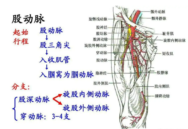 大腿内侧动脉图片