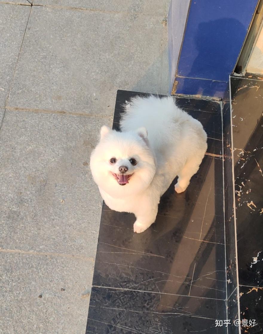 博美长大后会变长变不好看吗求图