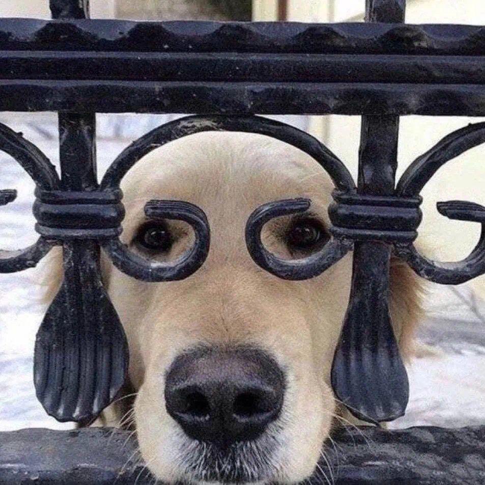 有哪些可爱又不失沙雕的头像?