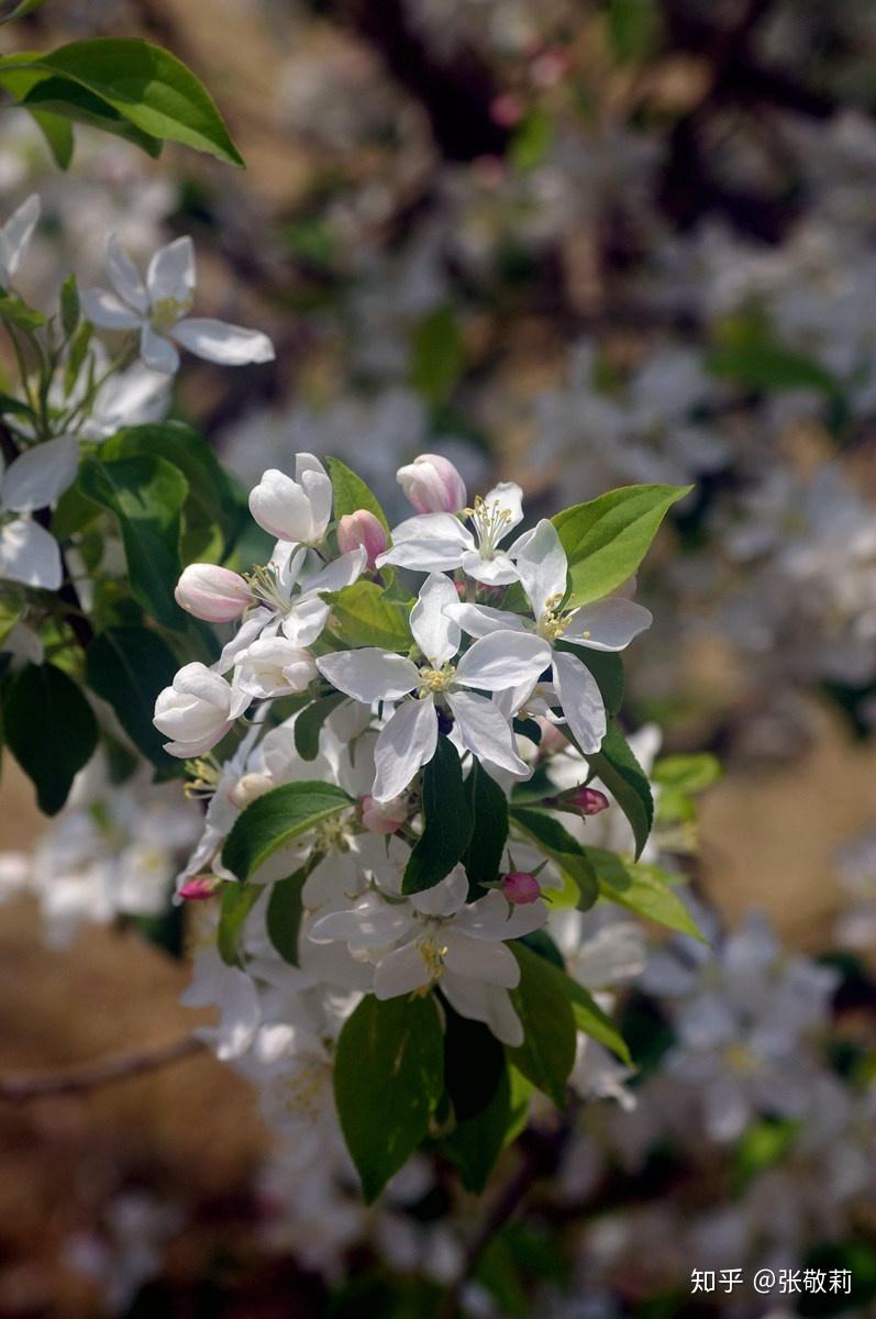 如何分辨山荆子和垂丝海棠