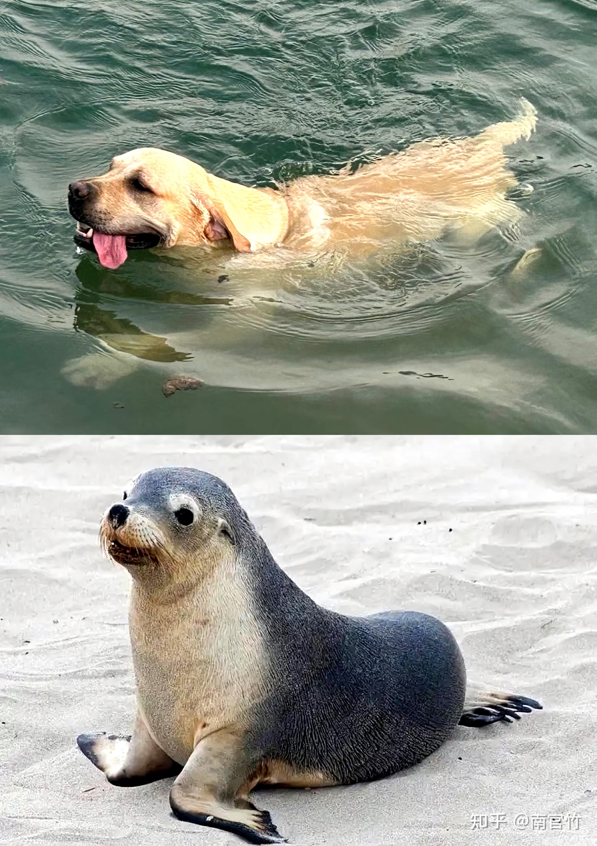 海狗、海豹、海狮、海牛、海象…分别是怎么跟狗、豹、狮、牛、象关联上的? - 知乎
