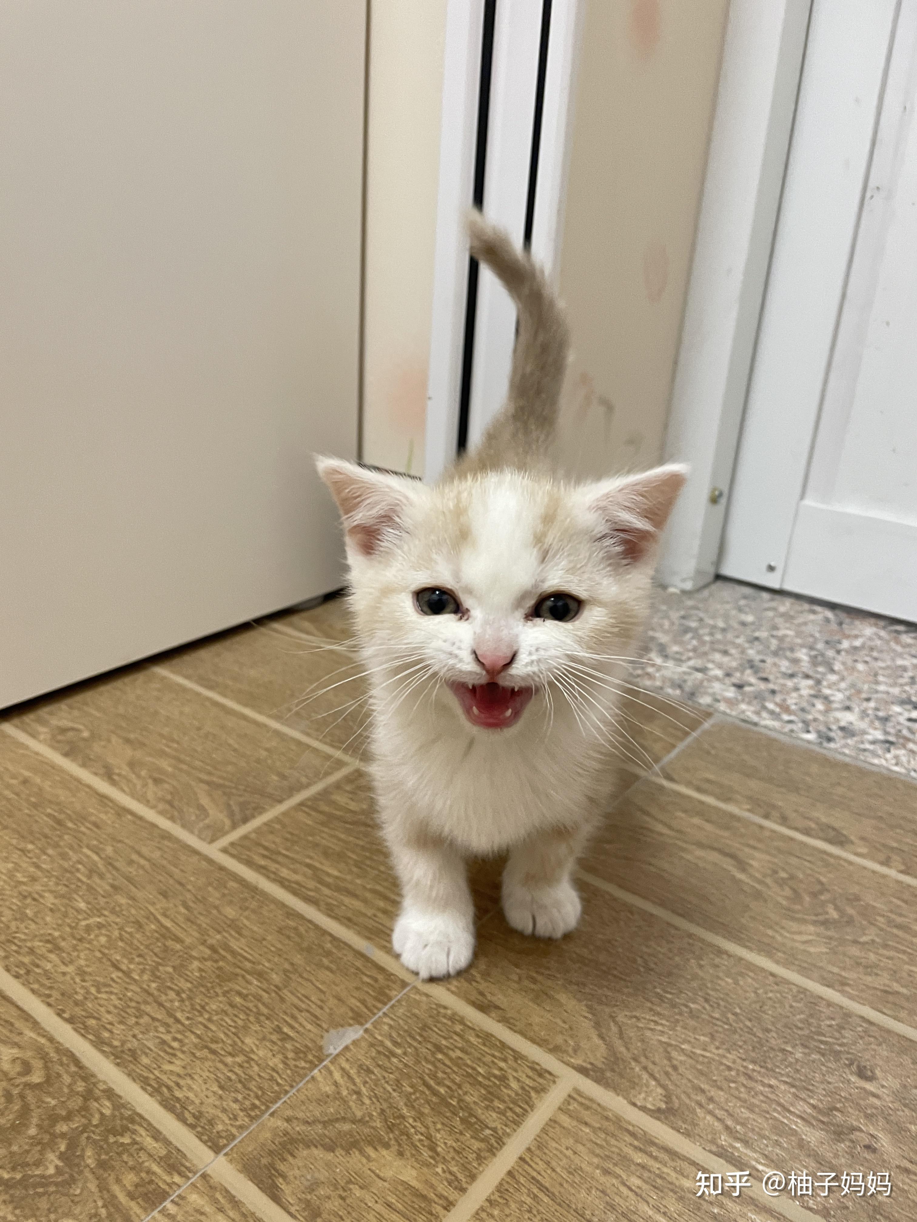 淡黄色美短是怎么回事? - 知乎