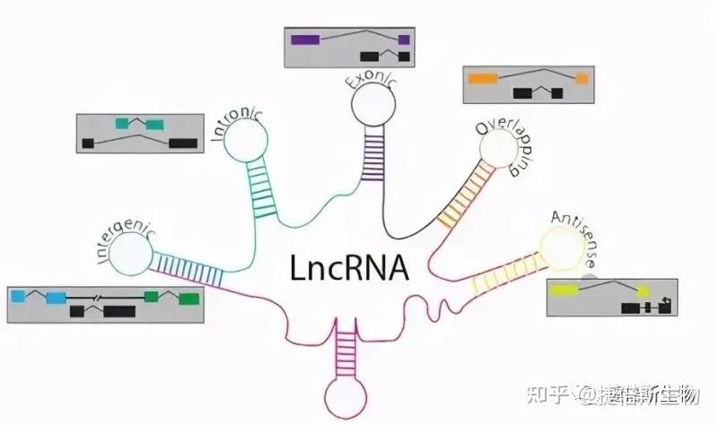 RNA种类大盘点 - 知乎