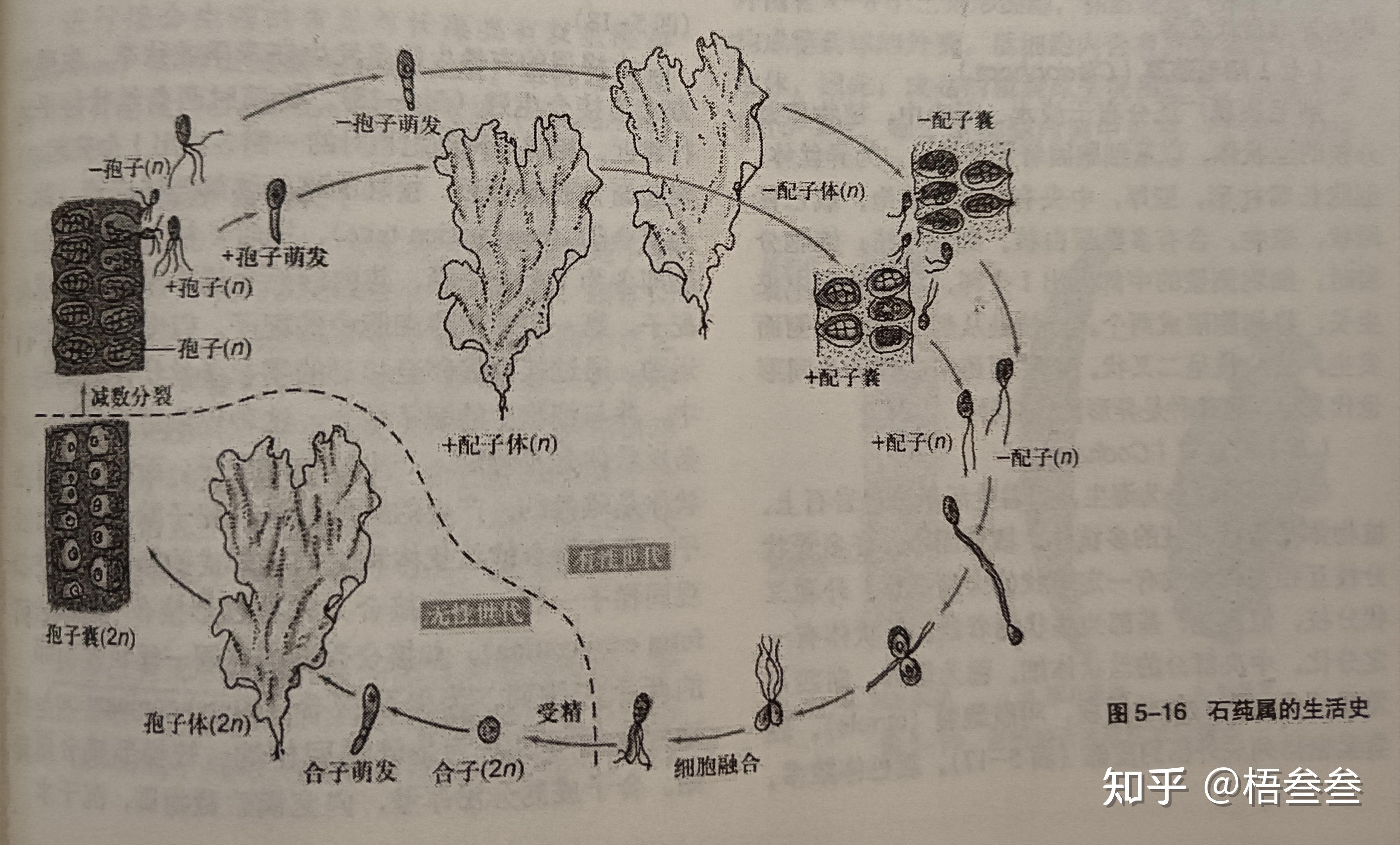 低等植物和蕨类的孢子体和配子体是什么样子的？ - 知乎