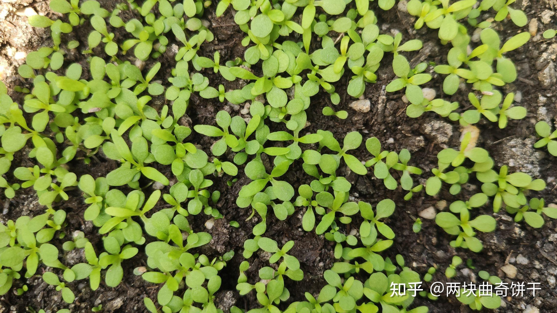 洋甘菊种植记录(已完结)