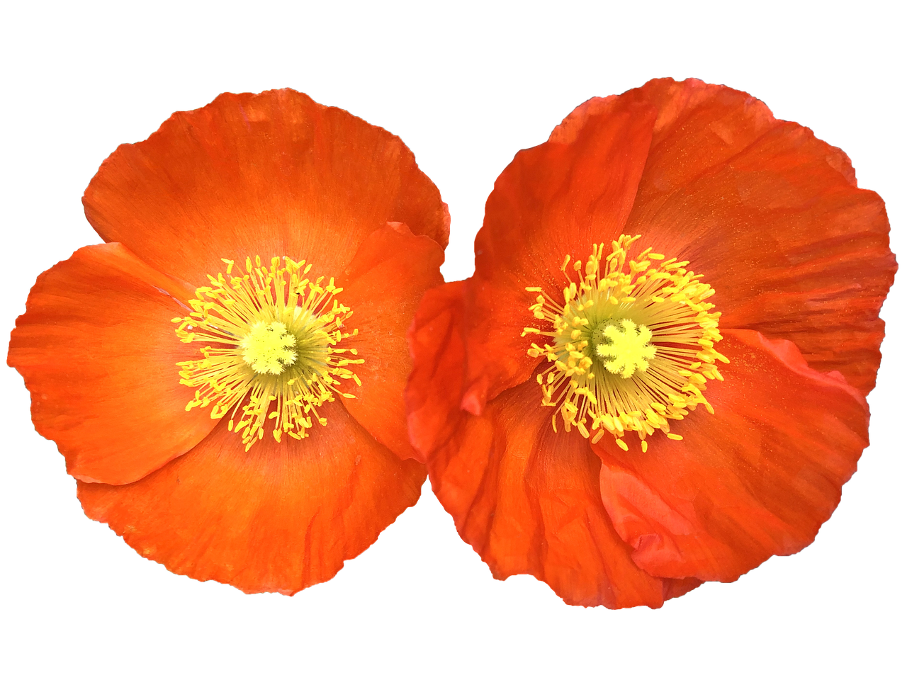 菊花一般什么时候种植