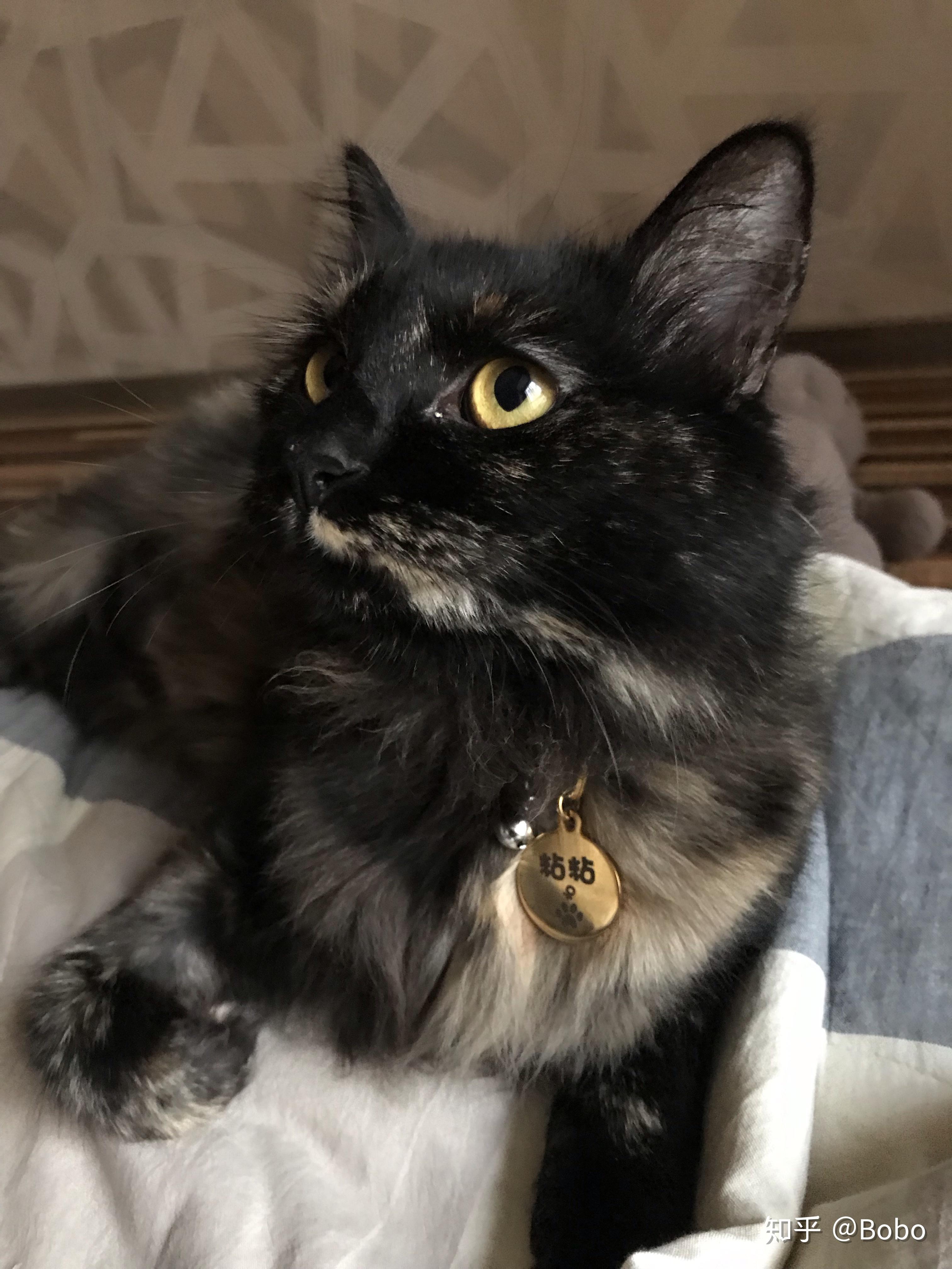 玳瑁猫有没有貌美的例外存在