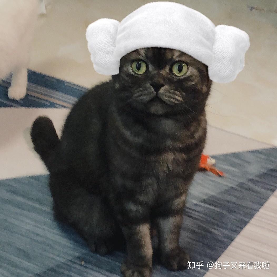 真的有烟灰色美短这个品种嘛