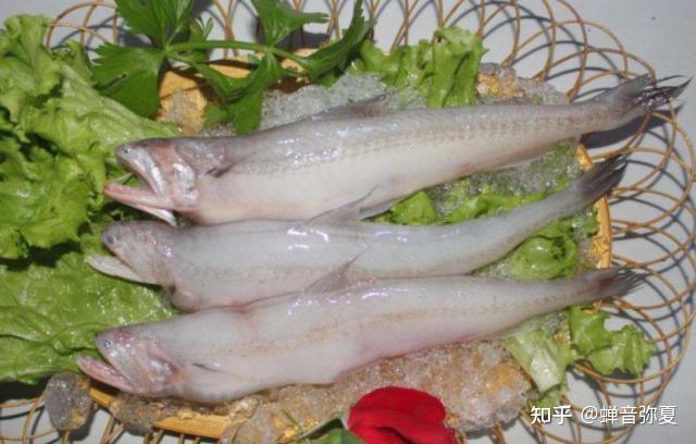 龙头鱼的功效与价值有哪些?
