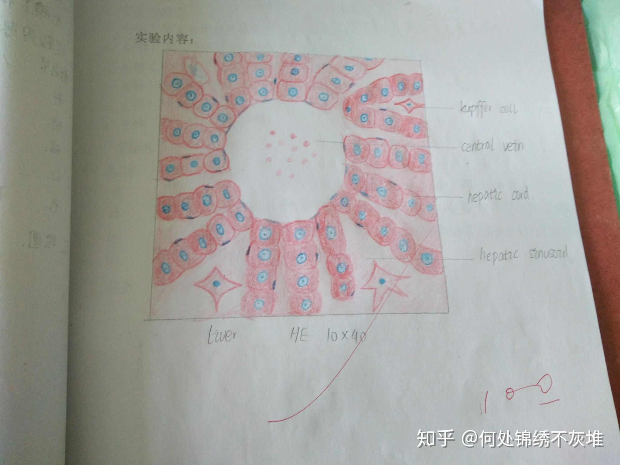 肝门管区手绘图及标注图片