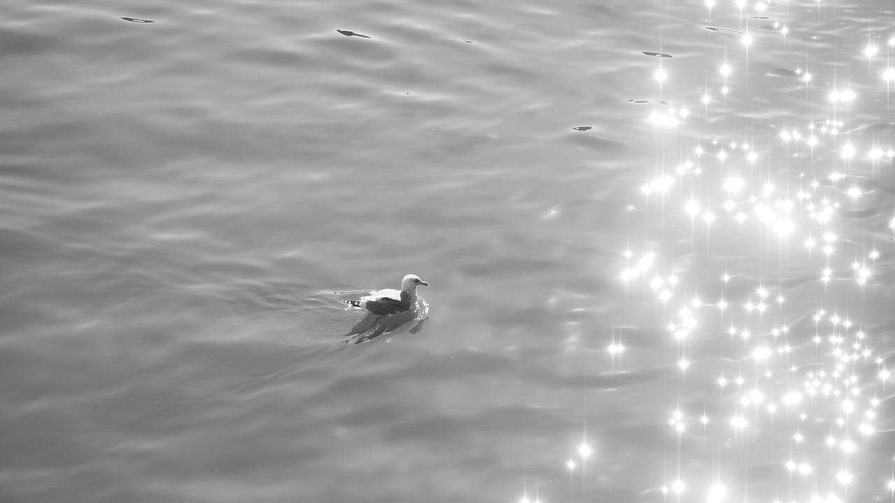 2. 城市绿肺地带