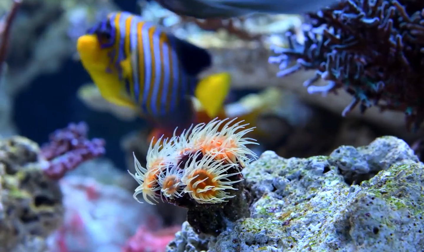 经典海水礁岩生态缸分享 180 1 60厘米三面观赏海缸 知乎