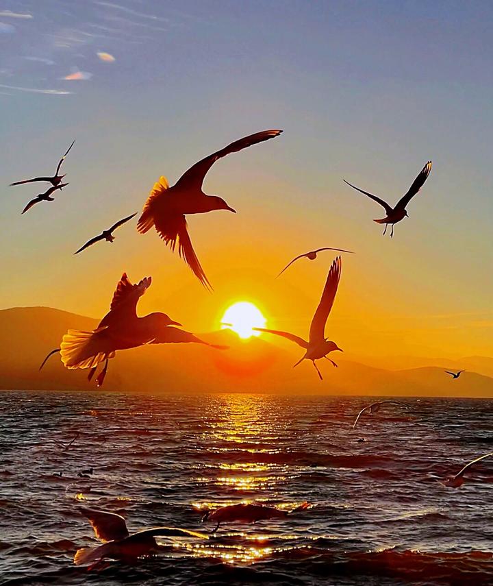 漫步海边看日出,看海鸥飞翔,画面美爆了!