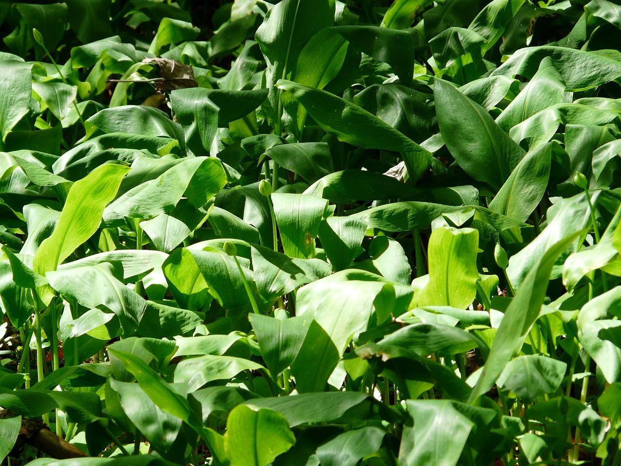 辣椒的叶子卷了怎么办