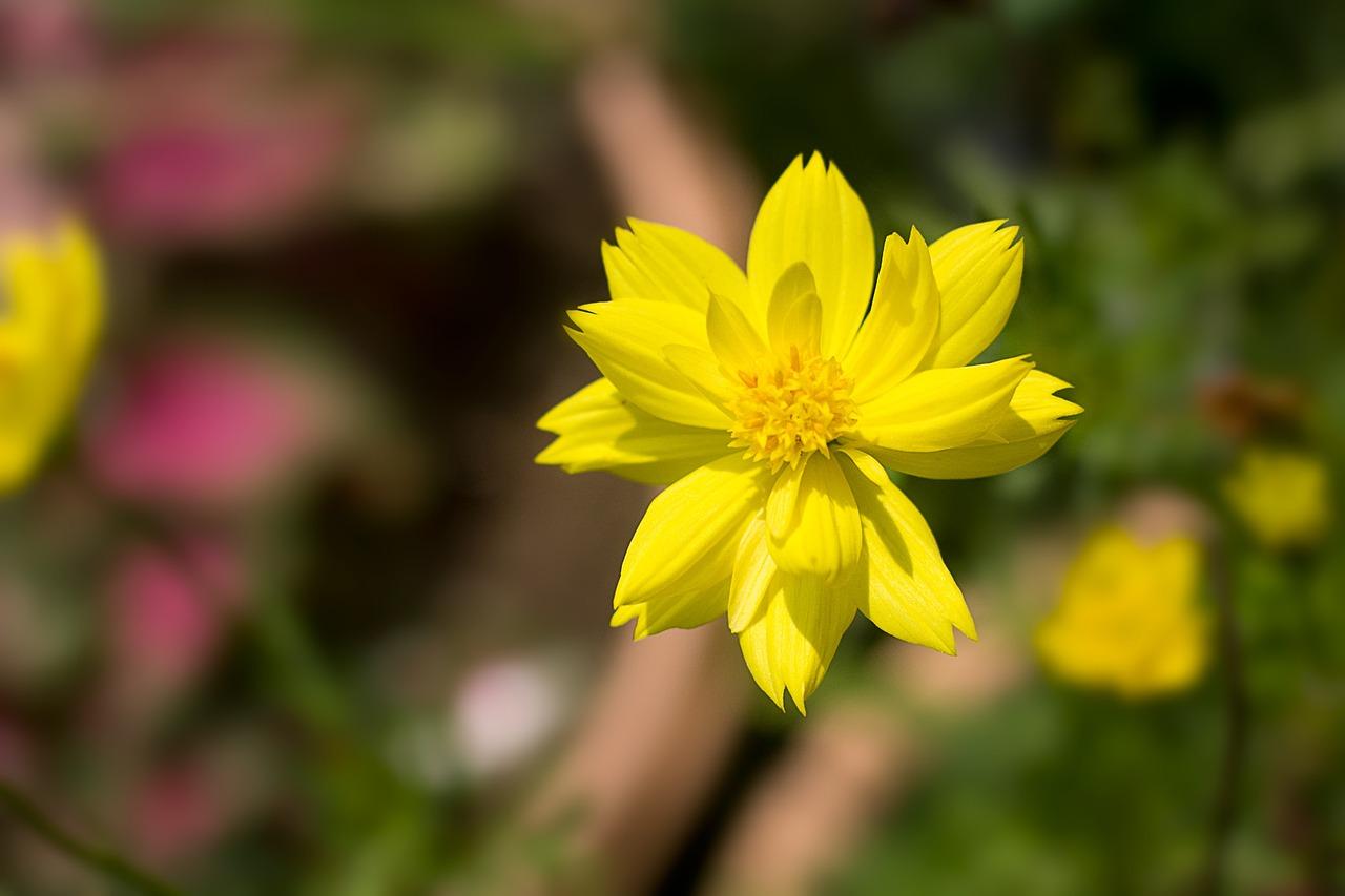 竹子收购价格多少一吨