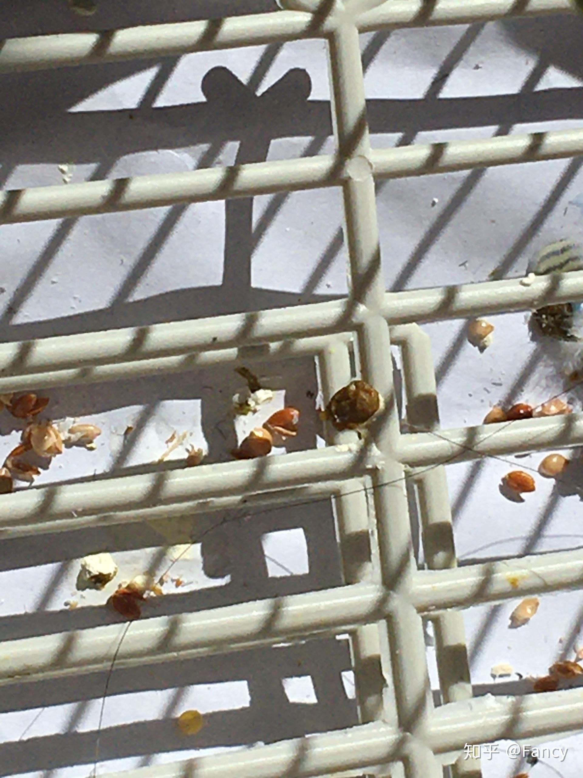 我家虎皮鹦鹉拉的屎成这样了棕色的咋回事急怎么治