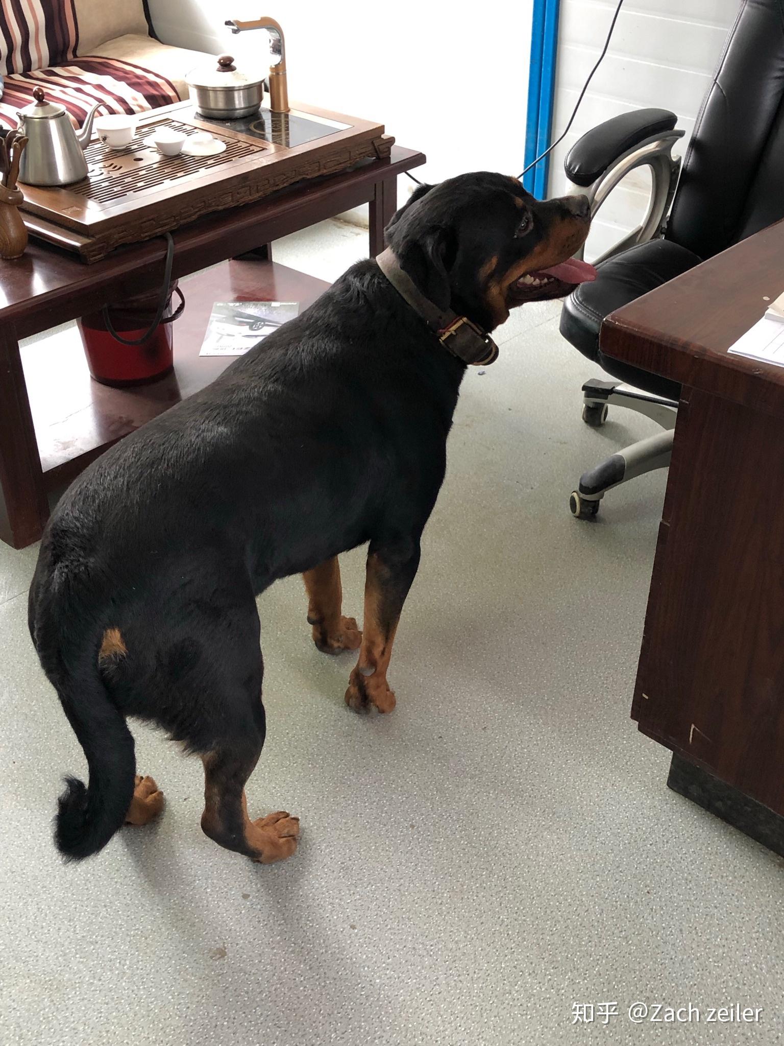 德牧马犬罗威纳杜宾哪个护卫好且好饲养