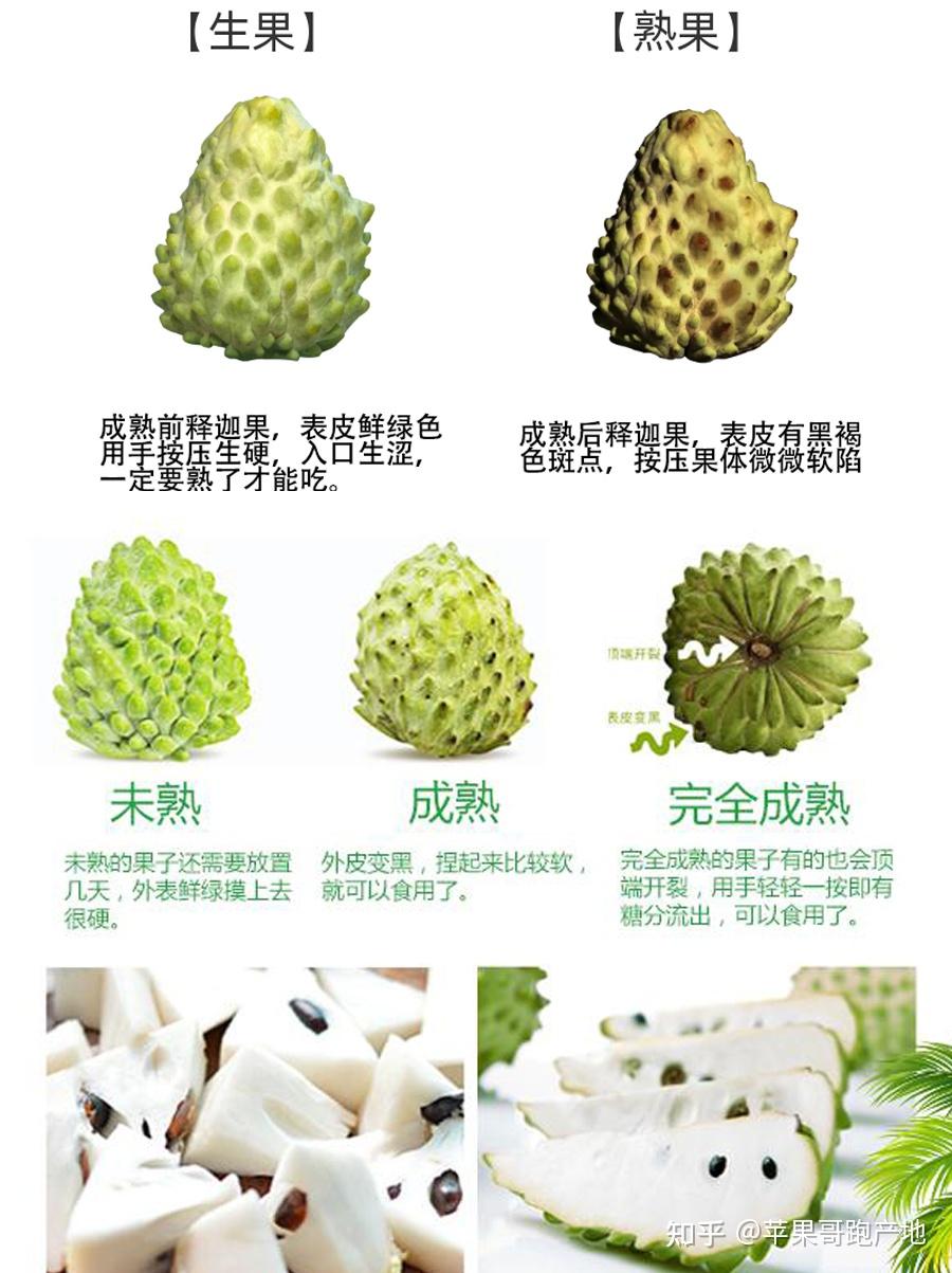 释迦果可以放被窝催熟么