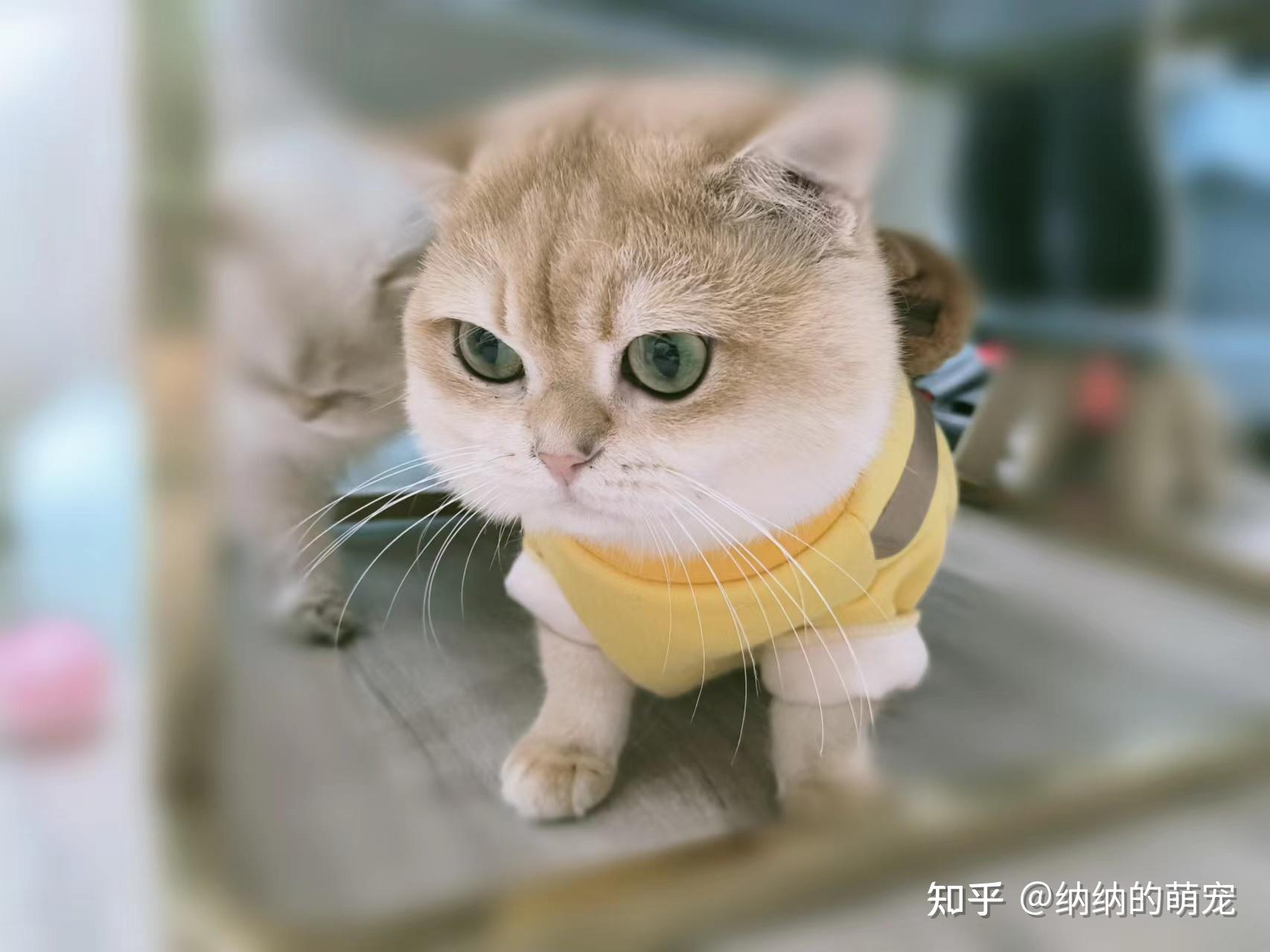 宠物医生,猫咪背部有5块猫藓,结痂很厚怎么办? - 知乎