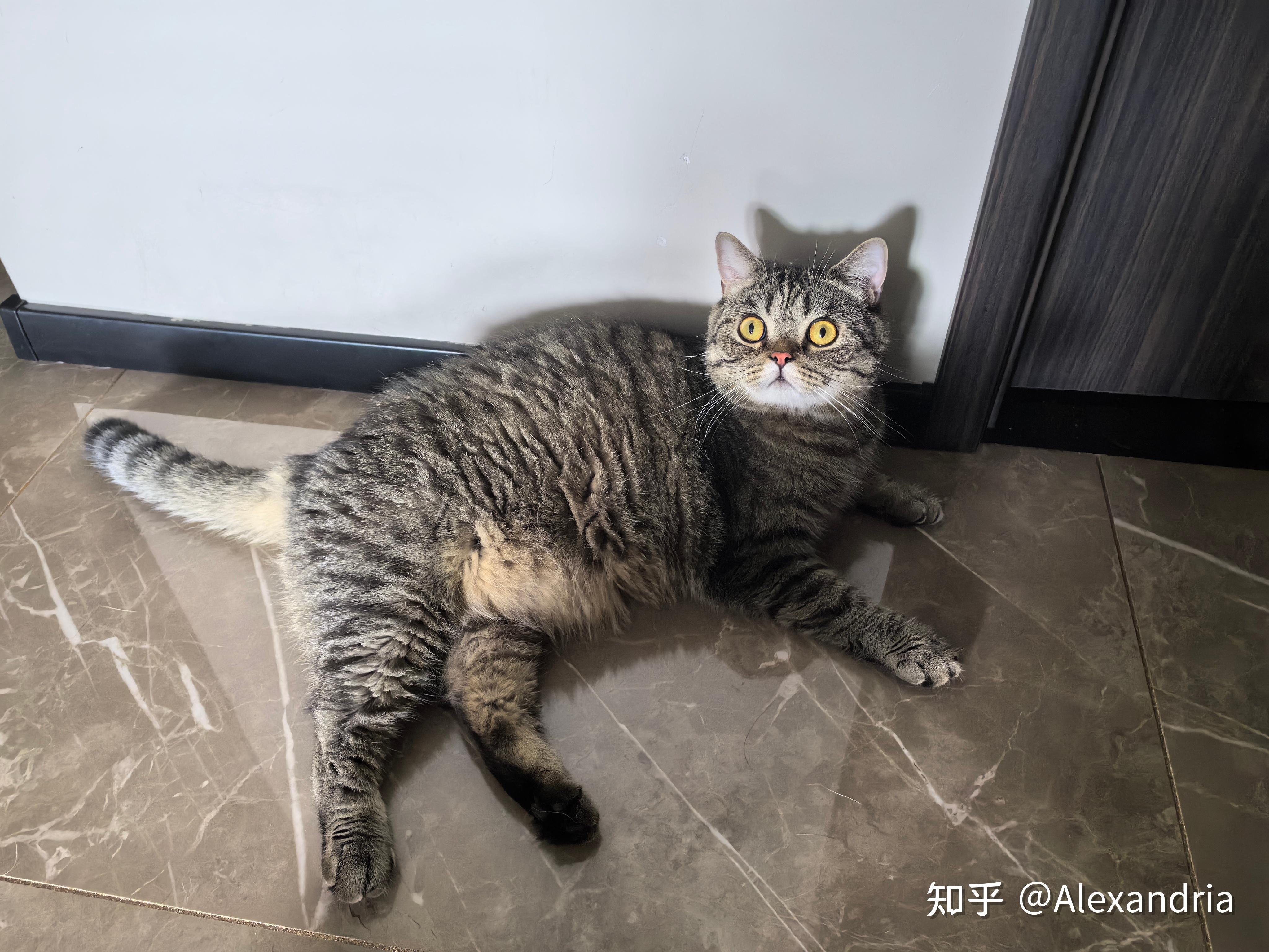 中国特有的狸花猫有多强大?