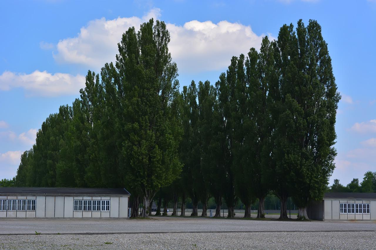 秋风中的白杨舞