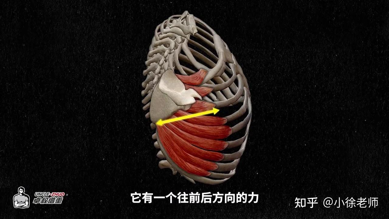 为什么有些人背部脊柱沟凹进去很深，而有的人凸出来很明显？ - 知乎