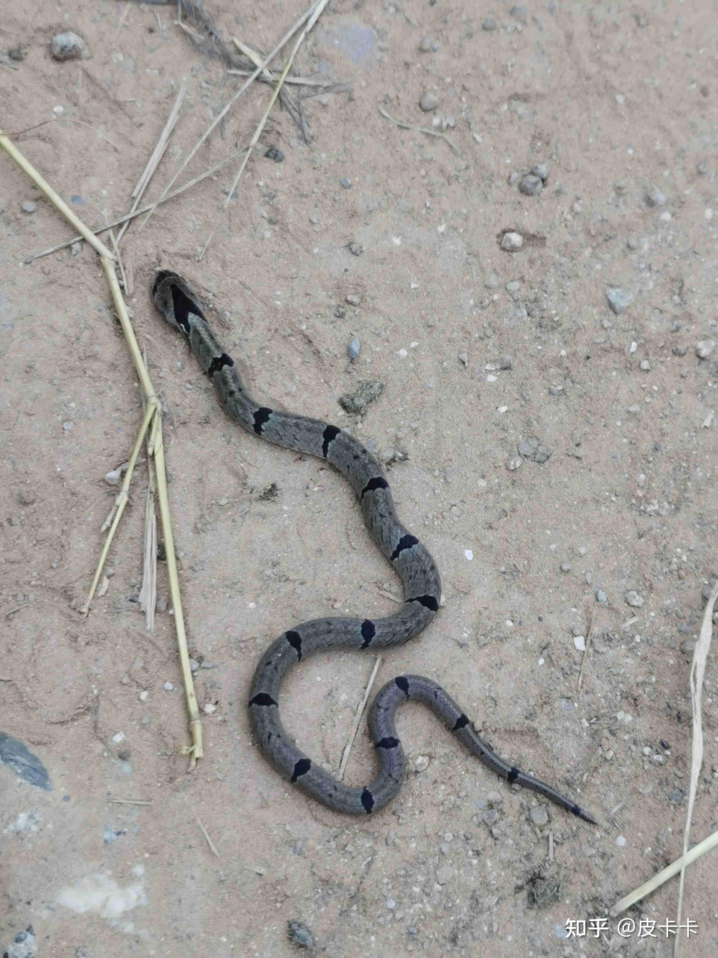 请问能看出这是什么蛇吗