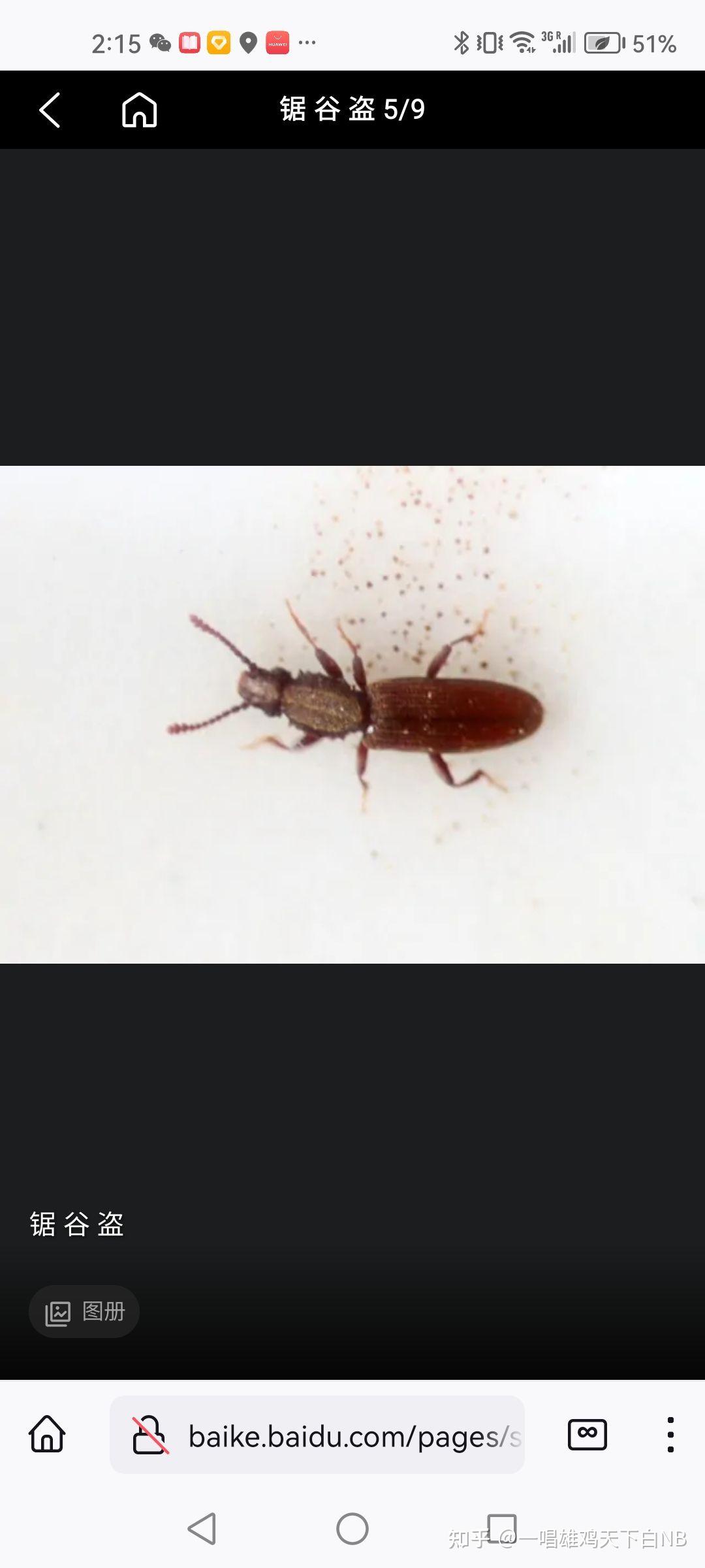 有大神认识这是什么虫嘛?