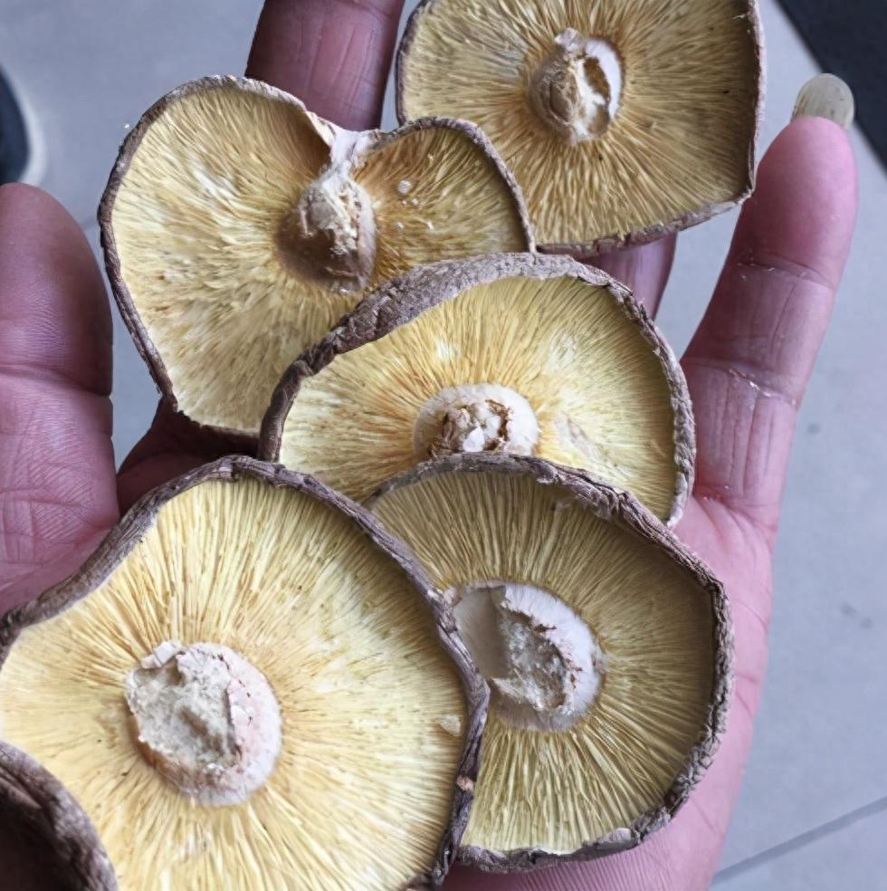 你们吃过大山深处的野生花菇吗?