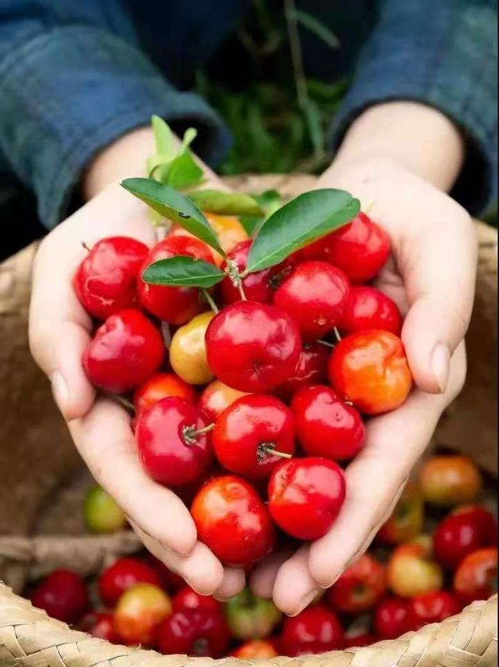 为什么说针叶樱桃是维生c之王