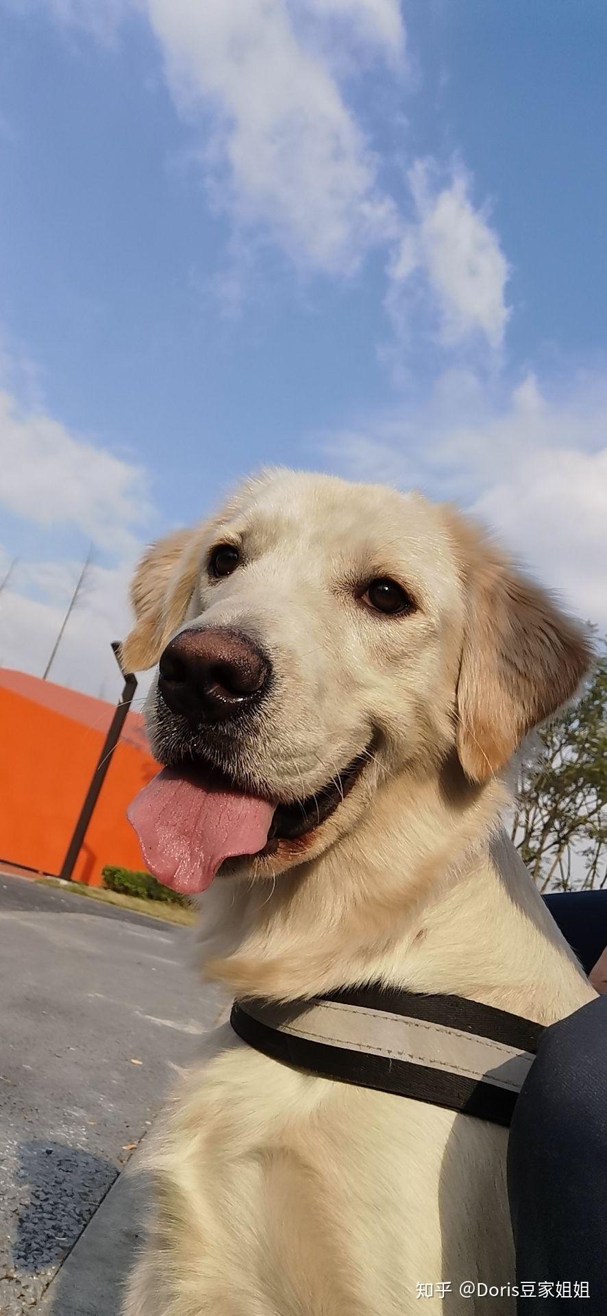 谁说金毛一定是金色国内罕见的英系奶油色金毛你了解多少