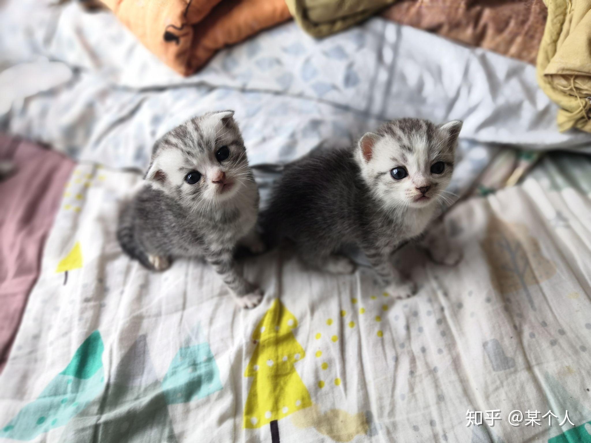 美短和狸花的串串长什么样子颜值能崩到什么程度