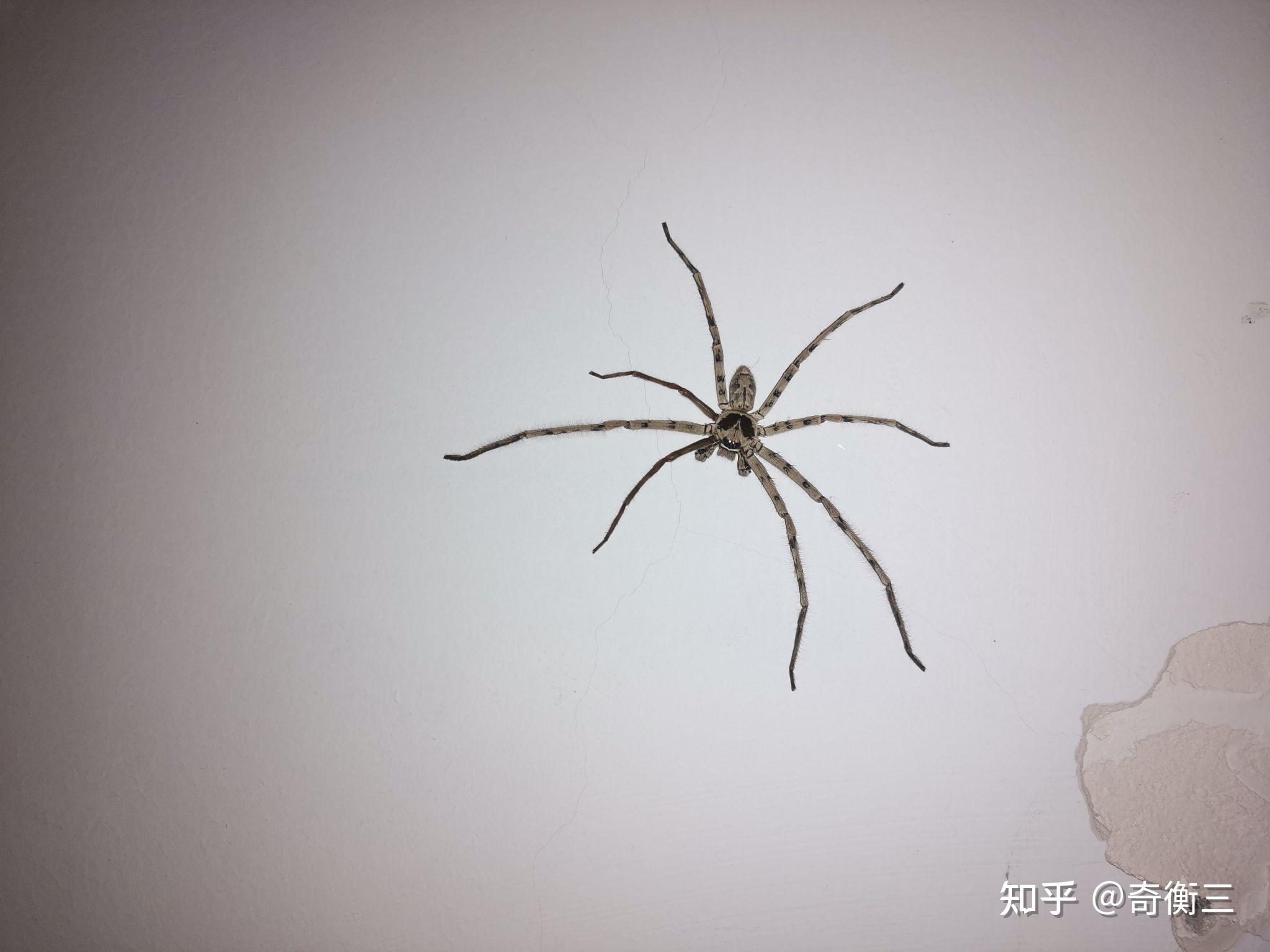 常见的蜘蛛种类有哪些?