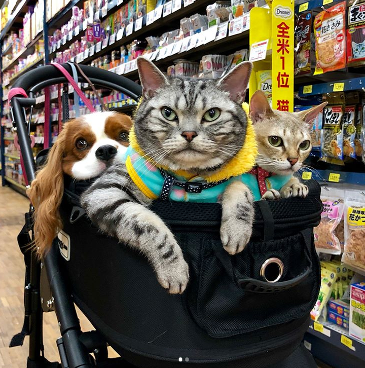 对话 | 猫狗双全,了解一下 - 知乎