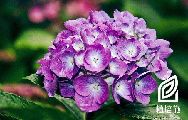 「植培施」八仙花Hydrangea macrophylla 落叶灌木类栽培手册 - 知乎
