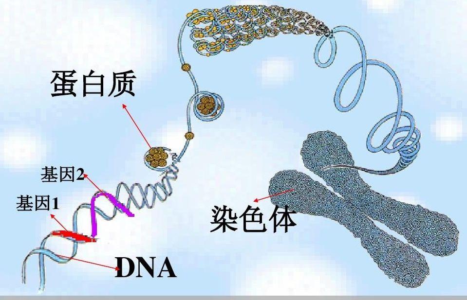 DNA、蛋白质和染色体的关系是什么样的? - 知乎