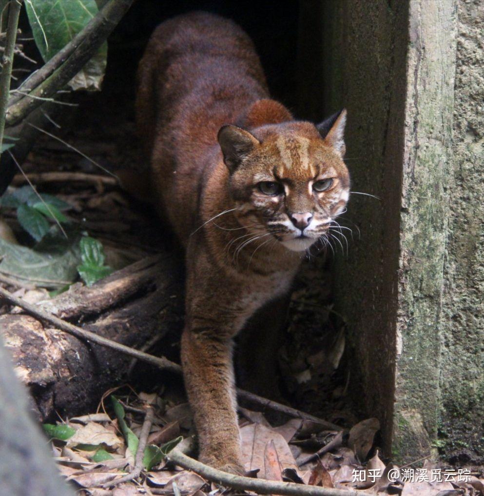 有何依据? - 玃如是什么动物 - 实验室设备网