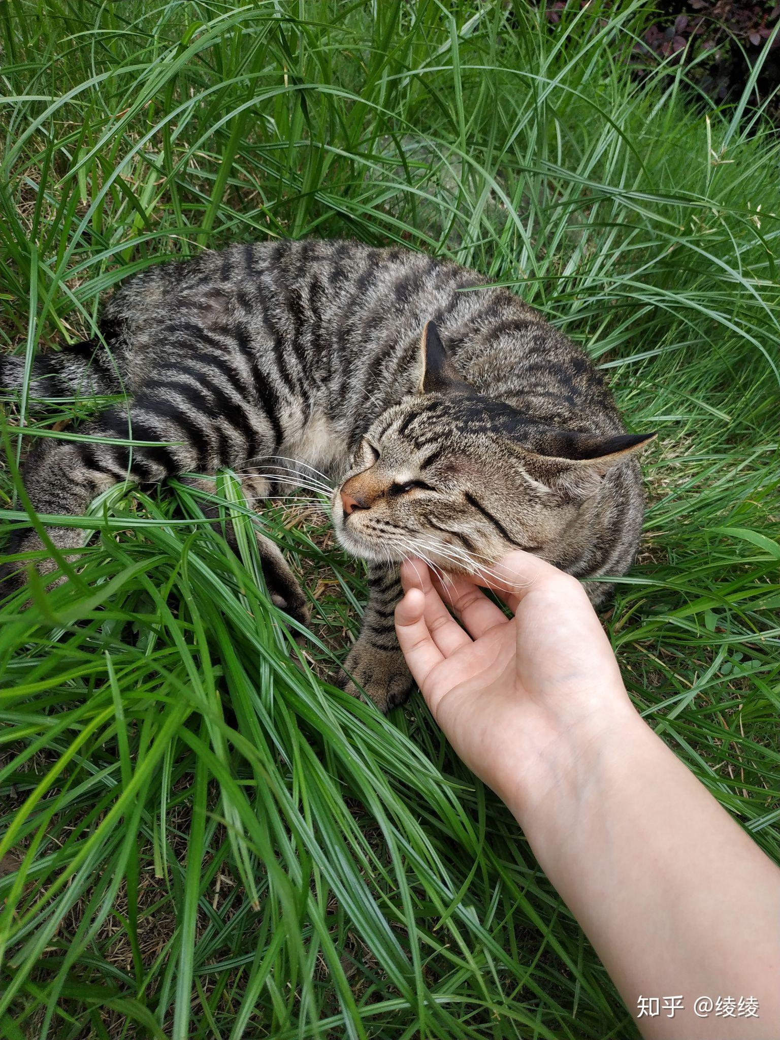 猫咪最渴望被人摸哪里,哪些地方不能摸? - 知乎