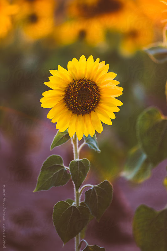 有没有都是向日葵的壁纸呢,让人看了心情超好的? - 知乎