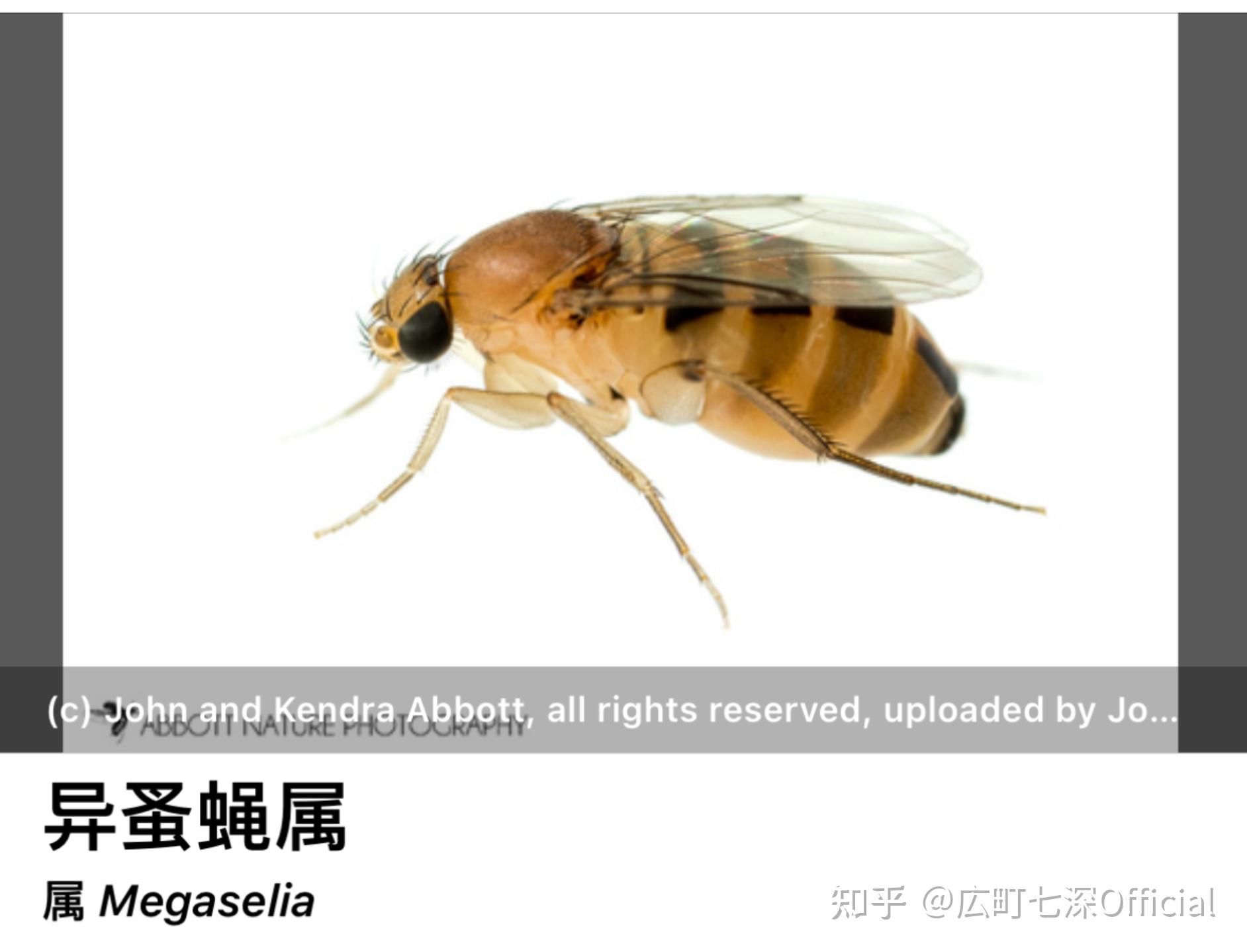 会在冰箱里生出来?