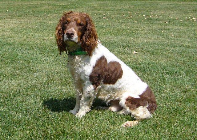 史宾格犬到底是不是按照展示型和狩猎型进行区分的