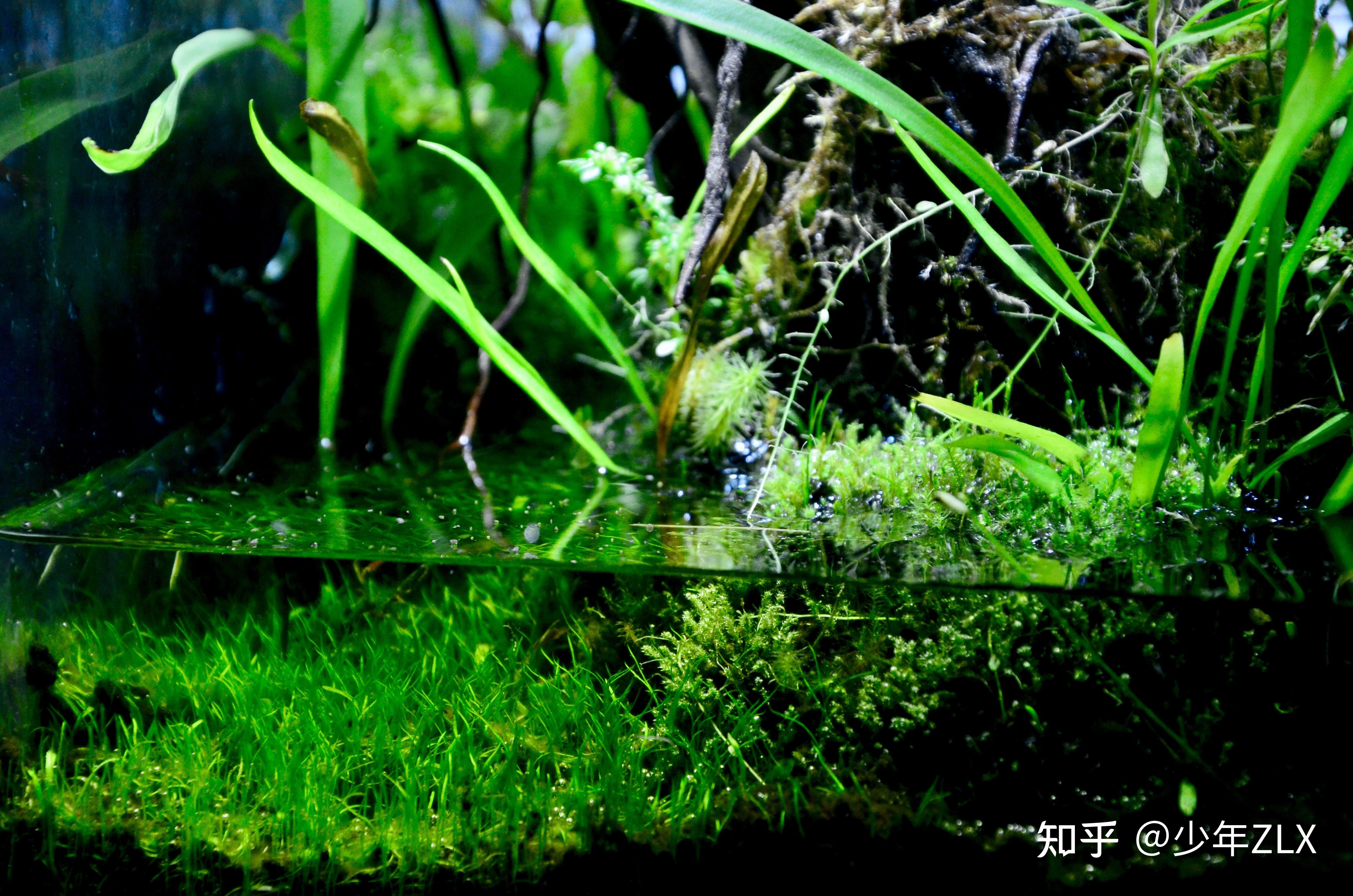 有自己做的苔藓微景观吗? - 知乎